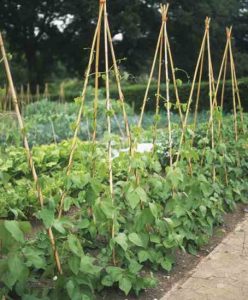 How to Grow French Beans Image